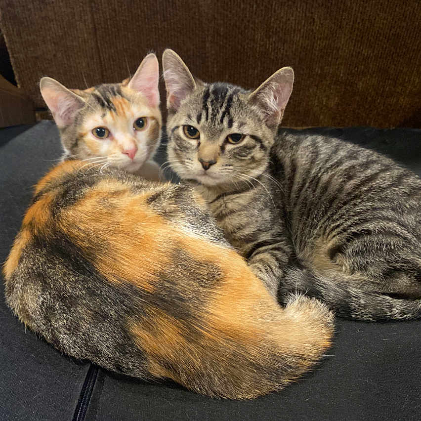 Gus And Daisy is registered to the contest to win money with this photo: abyssinian, animal, cat, couch, egyptiancat, furniture, hardwood, indoors, kitten, manx, pet, wood