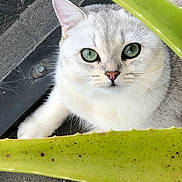 Aspen is registered to the contest to win money with this photo: cat, green_eyes, plant, leaf, curious, fluffy, white_fur, gray_fur, pet, outdoor, nature, close_up, animal, cute, whiskers, paws, explorer, concrete, spiky_leaf, adorable