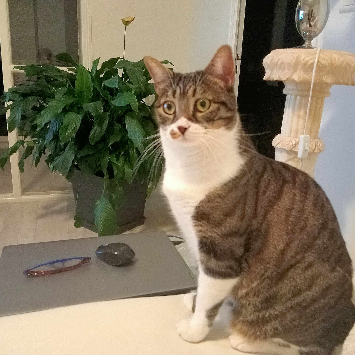 Fripouille a rejoint le concours — aidez-le/la à gagner de superbes lots ! animal, cat, couch, cozy, curious, domestic, floor, furniture, glasses, home, indoor, leafy_plant, mouse, pet, plant, sitting, tabby_cat, table, white_chest, white_paws