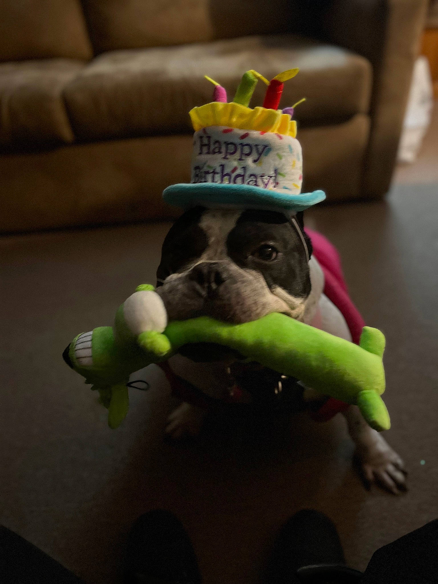 Miss Piggy is registered to the contest to win money with this photo: animation, carnivore, companion_dog, couch, dog, dog_breed, dog_supply, dog_toy, fawn, party_hat, party_supply, personal_protective_equipment, pet_supply, play_doh, plush, room, stuffed_toy, sweetness, toy, working_animal