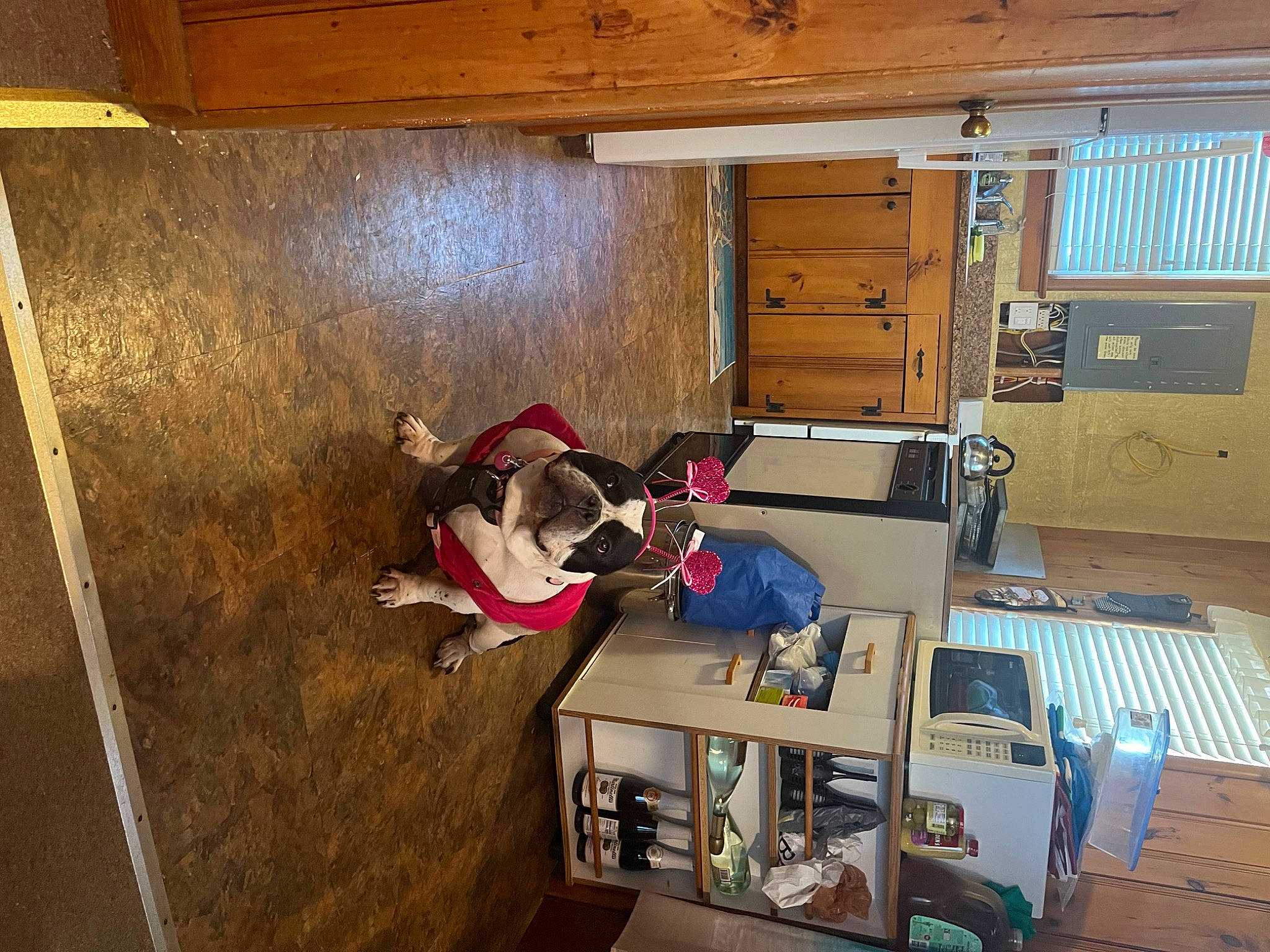 Miss Piggy is registered to the contest to win money with this photo: building, cabinetry, ceiling, cupboard, drawer, electrical_wiring, floor, flooring, hardwood, house, machine, plywood, room, shelf, shelving, wood