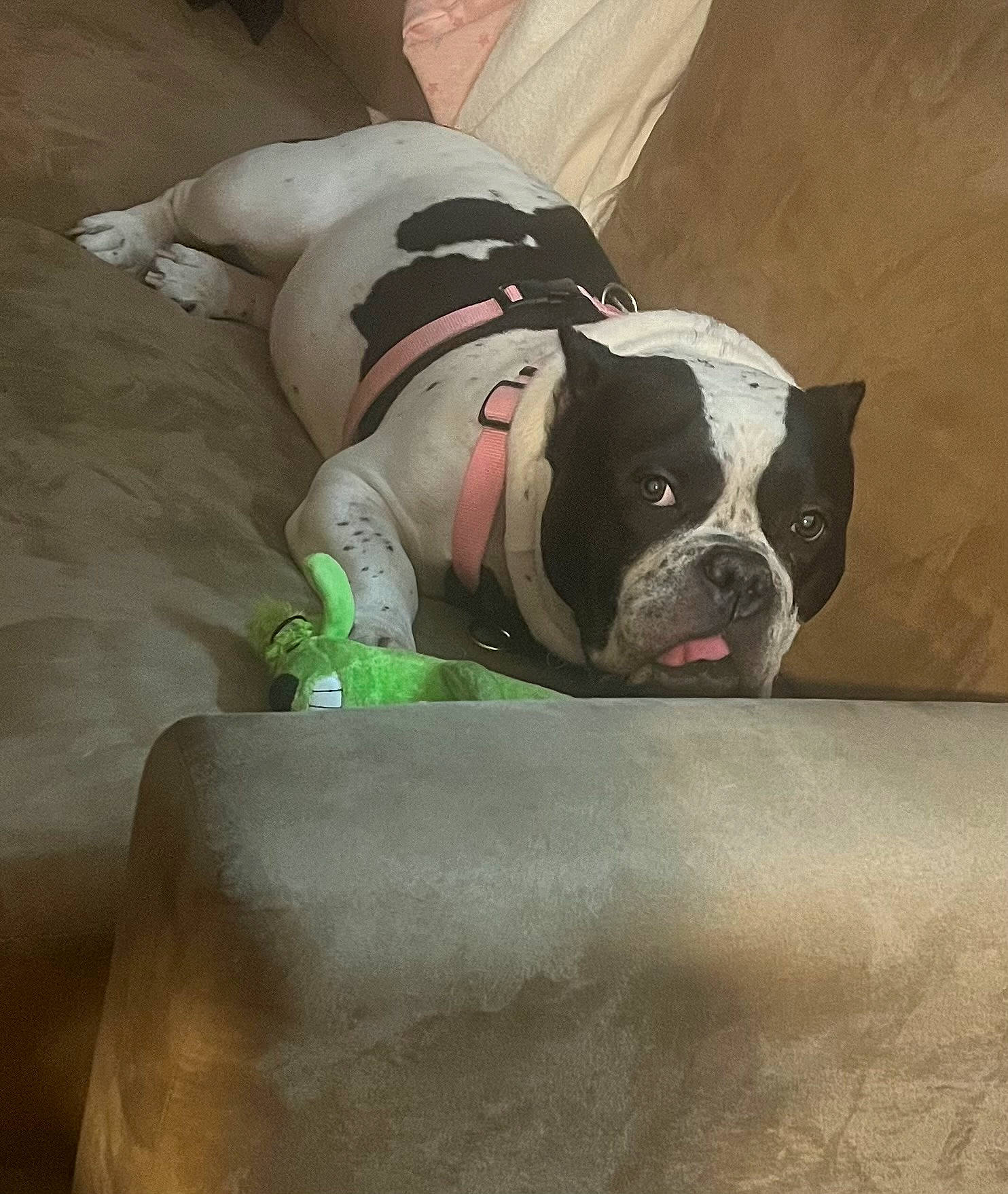 Miss Piggy is registered to the contest to win money with this photo: ball, boston_terrier, bulldog, canidae, carmine, carnivore, collar, companion_dog, dog, dog_breed, dog_clothes, dog_collar, dog_supply, fawn, leash, molosser, pet_supply, snout, sporting_group, working_animal