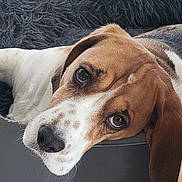 Raya participe au concours pour gagner de l'argent avec cette photo : beagle, dog, puppy, pet, bed, blanket, fur, ears, face, nose, eyes, resting, indoor, closeup, cute, animal, cozy, expression, laying, whiskers
