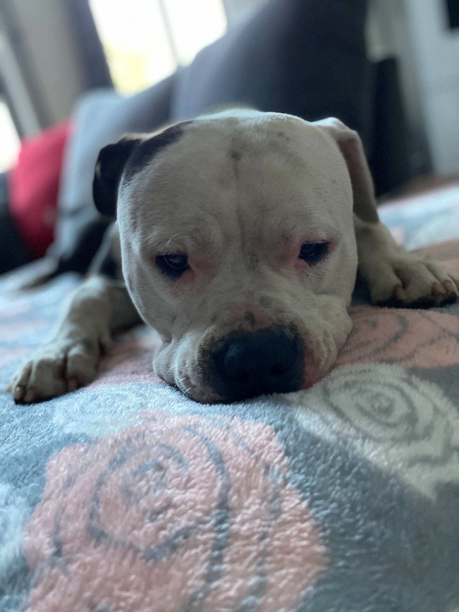 Toby participe au concours pour gagner de l'argent avec cette photo : canidae, carnivore, companion_dog, cordoba_fighting_dog, dog, dog_breed, dogo_guatemalteco, fawn, linens, non_sporting_group, old_english_bulldog, pet_supply, pit_bull, snout, sporting_group, whiskers, working_animal, working_dog