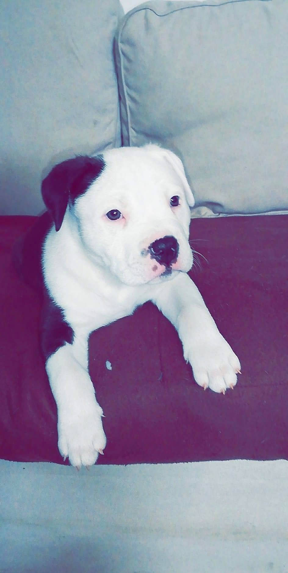 Toby a rejoint le concours — aidez-le/la à gagner de superbes lots ! canidae, carnivore, collar, companion_dog, dog, dog_breed, dogo_guatemalteco, non_sporting_group, snout, sporting_group, working_animal, working_dog