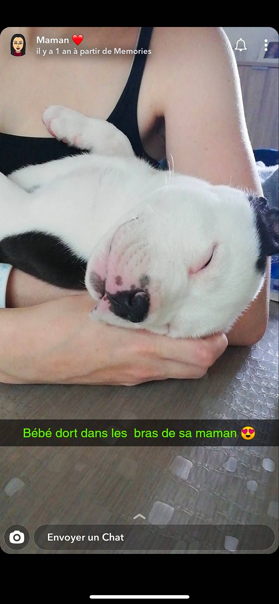 Toby a rejoint le concours — aidez-le/la à gagner de superbes lots ! carnivore, dog, dog_breed, finger, flesh, nail, non_sporting_group, photo_caption, puppy_love, screenshot, skin, snout, vertebrate, whiskers, working_animal