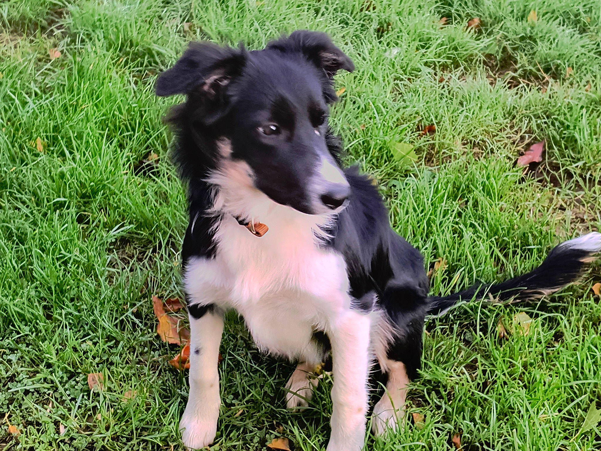 Miel participe au concours pour gagner de l'argent avec cette photo : border_collie, canidae, carnivore, collar, companion_dog, dog, dog_breed, dog_supply, grass, grassland, groundcover, herding_dog, plant, puppy, snout, sporting_group, tail, terrestrial_animal, working_animal, working_dog