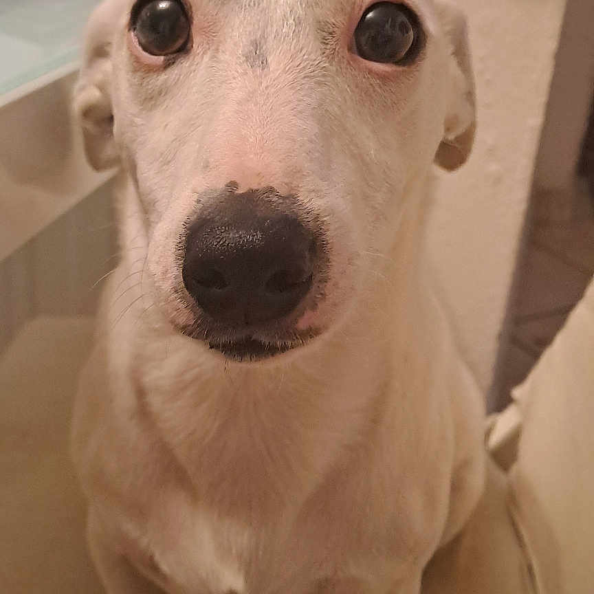 Bulma a rejoint le concours — aidez-le/la à gagner de superbes lots ! dog, white_dog, pet, animal, portrait, close_up, sitting, indoors, home, chair, cushion, wide_eyes, serious_expression, long_snout, floppy_ears, nose, fur, front_view, cute, photography