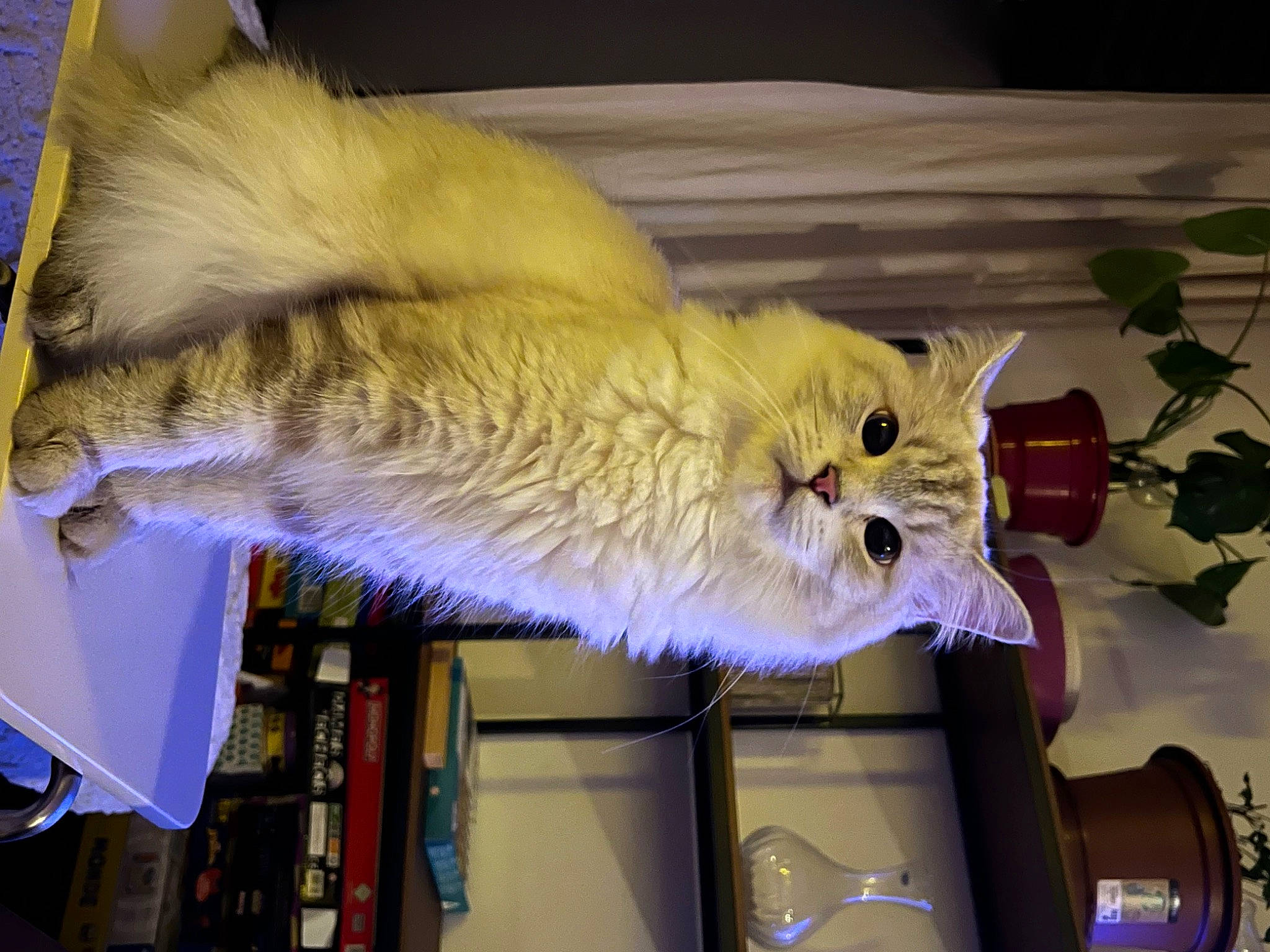 Cookie a rejoint le concours — aidez-le/la à gagner de superbes lots ! carnivore, cat, claw, domestic_short_haired_cat, event, fawn, felidae, flowerpot, fur, paw, plant, room, small_to_medium_sized_cats, tail, whiskers