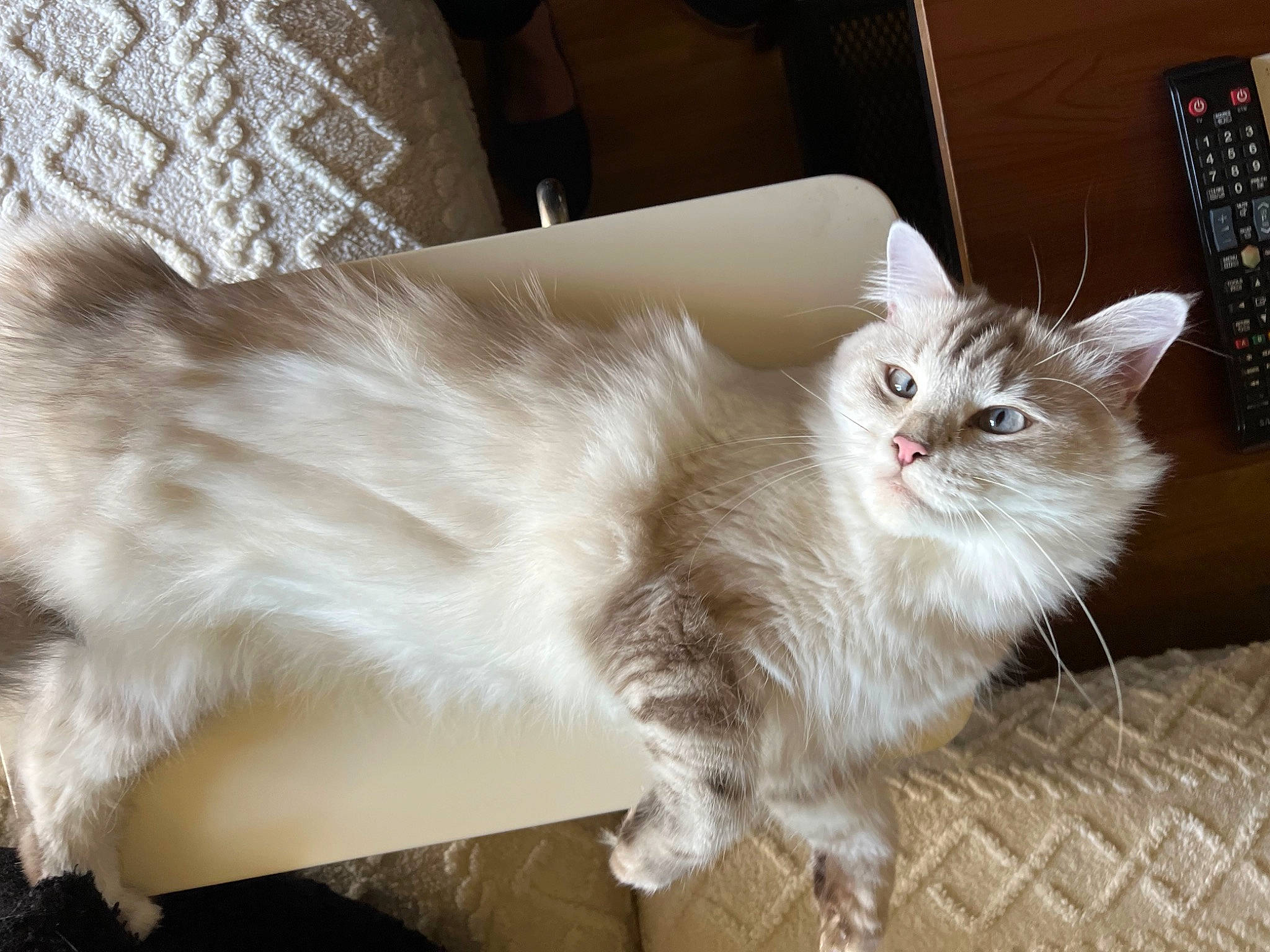 Cookie participe au concours pour gagner de l'argent avec cette photo : british_longhair, carnivore, cat, claw, comfort, companion_dog, fawn, felidae, fur, hardwood, paw, small_to_medium_sized_cats, snout, tail, whiskers