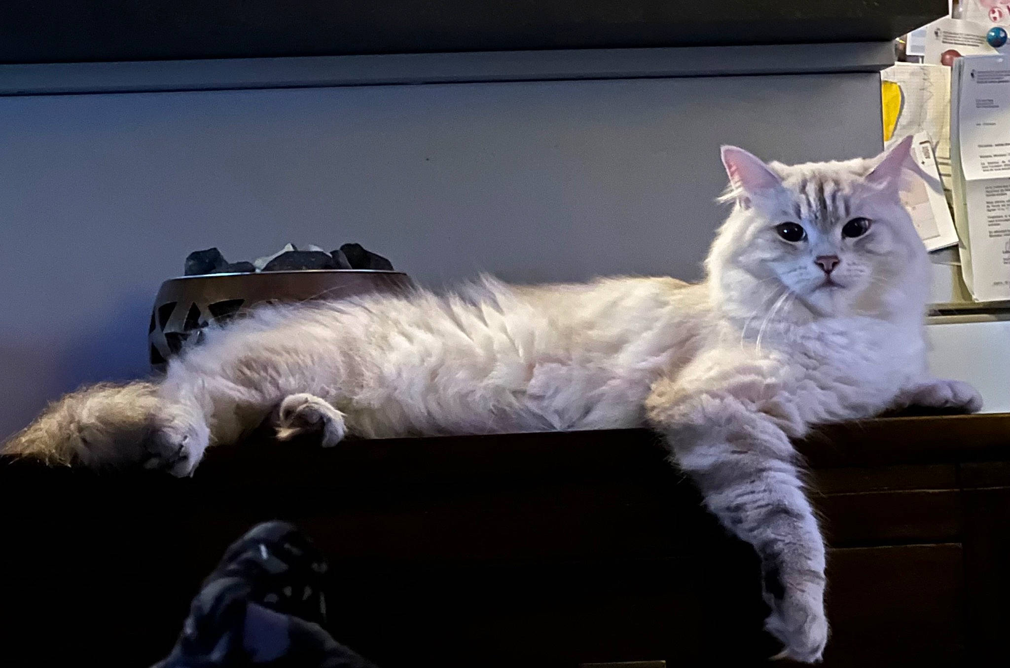 Cookie participe au concours pour gagner de l'argent avec cette photo : carnivore, cat, claw, comfort, domestic_short_haired_cat, felidae, fur, metal, paw, small_to_medium_sized_cats, tail, whiskers