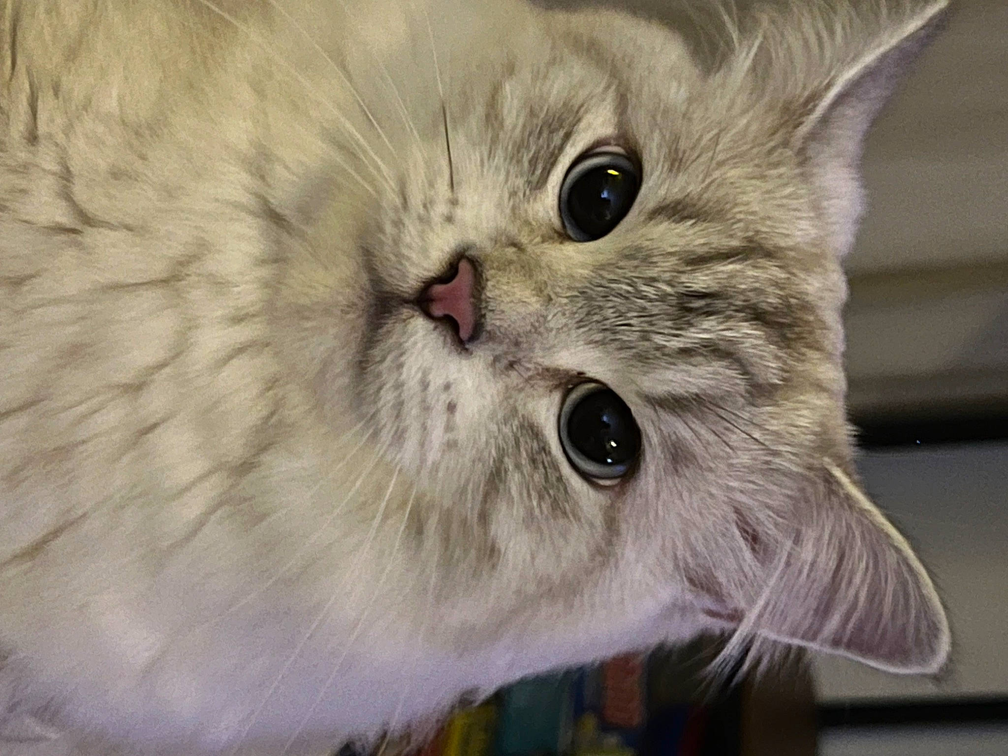 Cookie a rejoint le concours — aidez-le/la à gagner de superbes lots ! carnivore, cat, close_up, curious, domestic_short_haired_cat, event, felidae, fur, iris, small_to_medium_sized_cats, snout, terrestrial_animal, whiskers