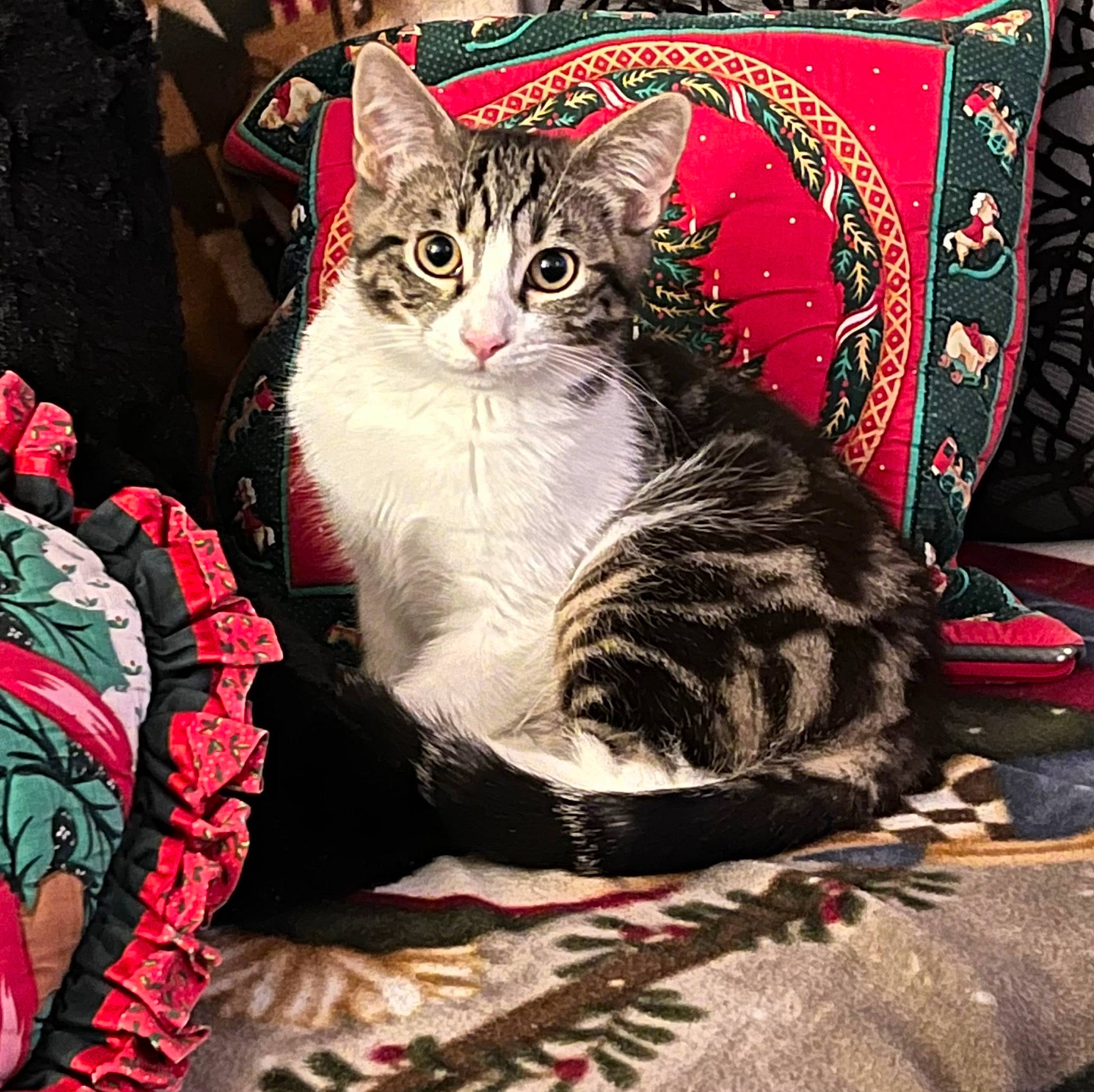 Simba participe au concours pour gagner de l'argent avec cette photo : carnivore, cat, comfort, domestic_short_haired_cat, felidae, fur, holiday, linens, magenta, pattern, paw, photo_caption, rectangle, sitting, small_to_medium_sized_cats, snout, square, tail, textile, whiskers