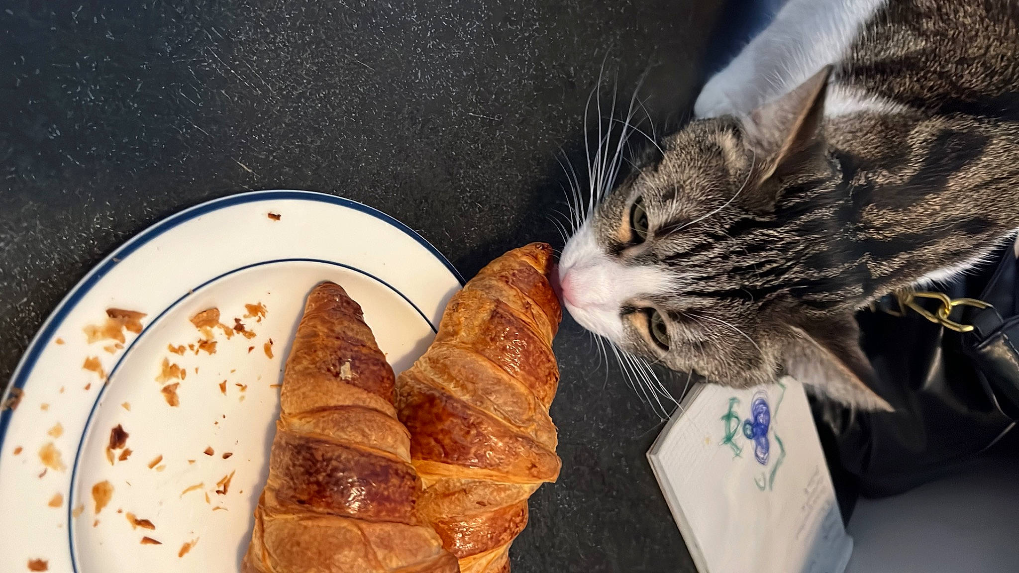 Simba a rejoint le concours — aidez-le/la à gagner de superbes lots ! bread, bread_roll, brown_bread, cat, comfort, comfort_food, domestic_short_haired_cat, felidae, food, gluten, graham_bread, ingredient, plate, potato_bread, sliced_bread, small_to_medium_sized_cats, staple_food, tableware, whiskers, whole_wheat_bread