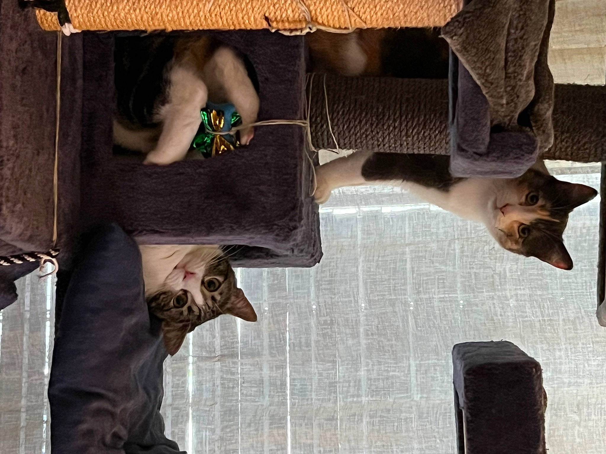 Simba a rejoint le concours — aidez-le/la à gagner de superbes lots ! black, carnivore, dog_breed, dress, fashion_accessory, fawn, felidae, fur, gesture, grey, human_leg, pattern, shadow, sleeve, small_to_medium_sized_cats, sporting_group, tail, window, wood, wrist