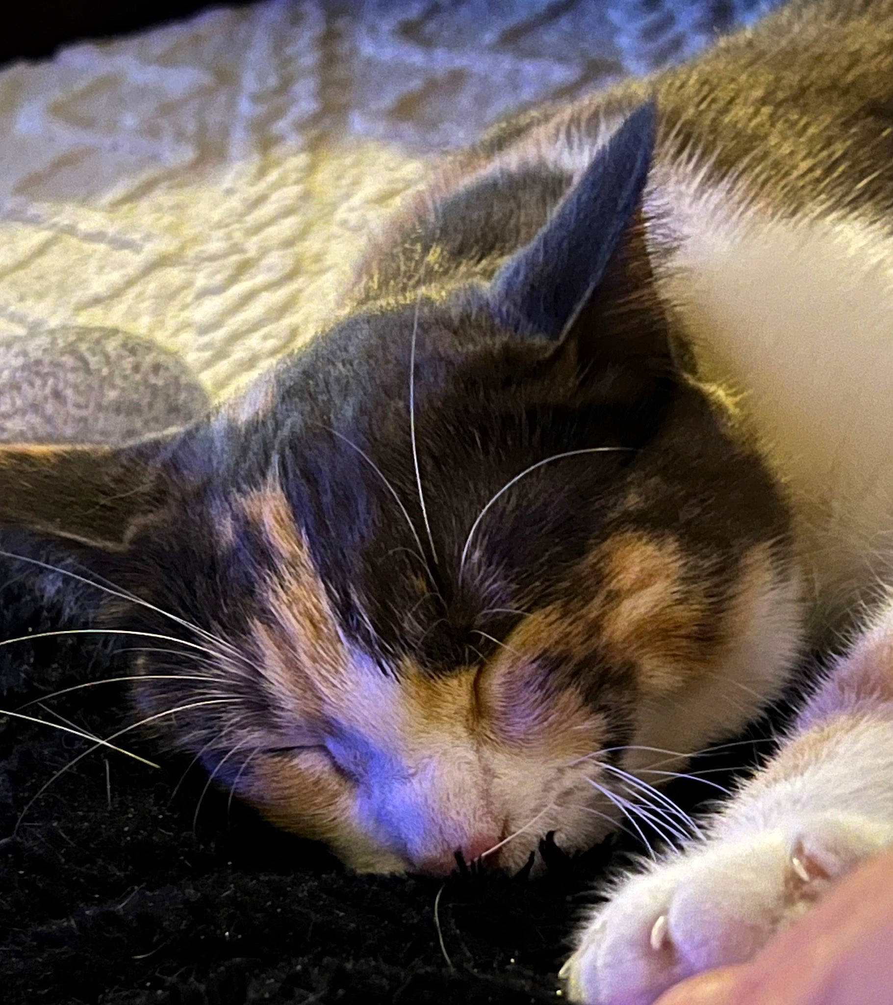 Sky a rejoint le concours — aidez-le/la à gagner de superbes lots ! carnivore, cat, claw, cloud, comfort, domestic_short_haired_cat, electric_blue, eye, felidae, foot, fur, grass, human_leg, meteorological_phenomenon, paw, sky, small_to_medium_sized_cats, snout, tail, whiskers