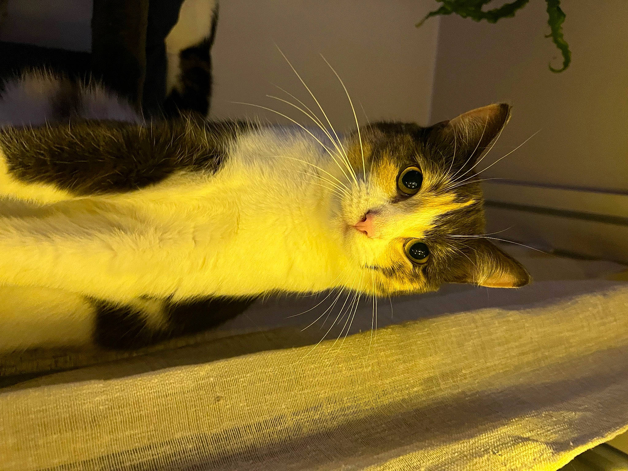 Sky a rejoint le concours — aidez-le/la à gagner de superbes lots ! carnivore, cat, claw, close_up, domestic_short_haired_cat, felidae, fur, paw, small_to_medium_sized_cats, snout, tail, whiskers