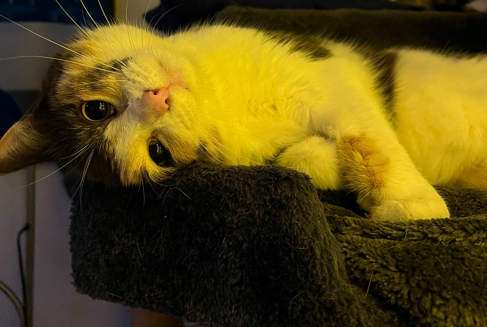 Sky participe au concours pour gagner de l'argent avec cette photo : carnivore, cat, claw, cockatiel, comfort, domestic_short_haired_cat, fawn, felidae, foot, fur, paw, rodent, small_to_medium_sized_cats, snout, tail, terrestrial_animal, whiskers, wildlife