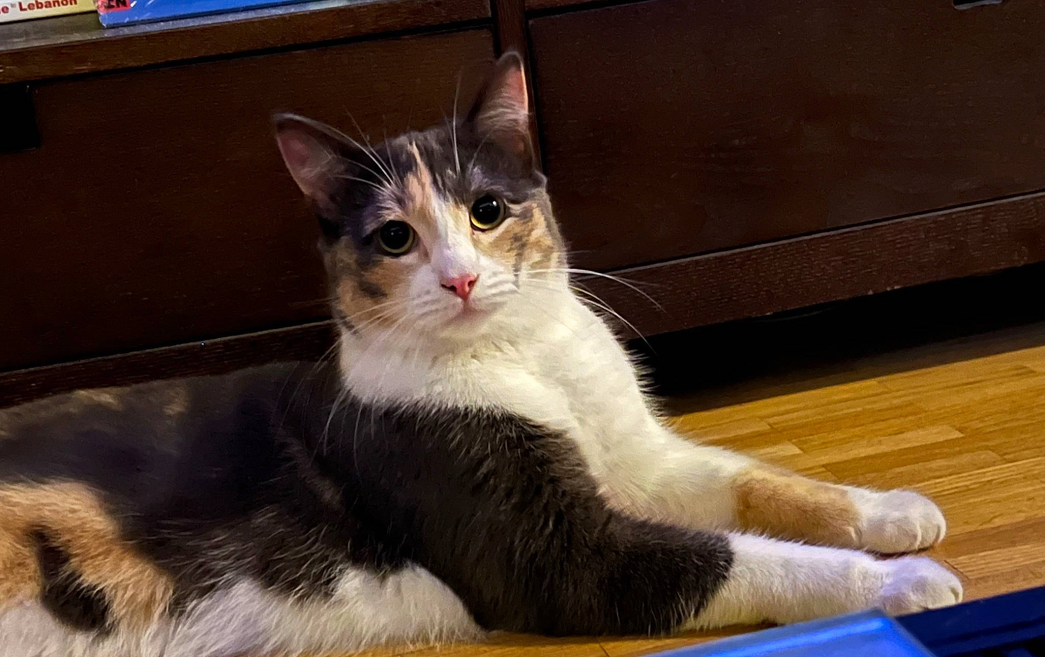 Sky a rejoint le concours — aidez-le/la à gagner de superbes lots ! carnivore, cat, cat_furniture, claw, domestic_short_haired_cat, felidae, fur, hardwood, paw, sitting, small_to_medium_sized_cats, snout, tail, terrestrial_animal, whiskers, window