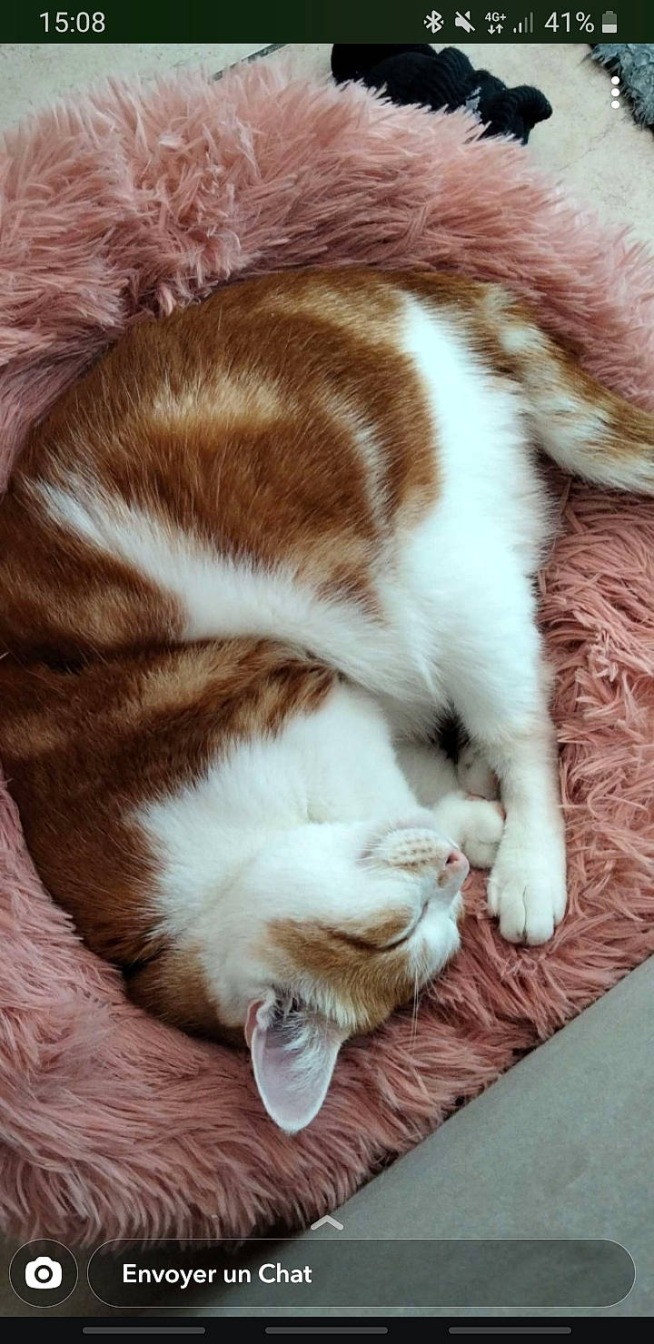 Cookie participe au concours pour gagner de l'argent avec cette photo : brown, carnivore, cat, comfort, fawn, felidae, fur, small_to_medium_sized_cats, tail, terrestrial_animal, whiskers, wood