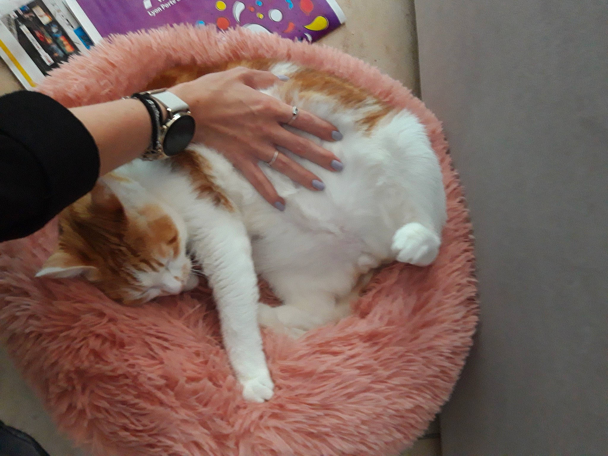 Cookie a rejoint le concours — aidez-le/la à gagner de superbes lots ! carnivore, cat, cat_bed, claw, clock, comfort, companion_dog, domestic_short_haired_cat, fawn, felidae, fur, gesture, hand, lap, paw, small_to_medium_sized_cats, tail, watch, whiskers, wrist