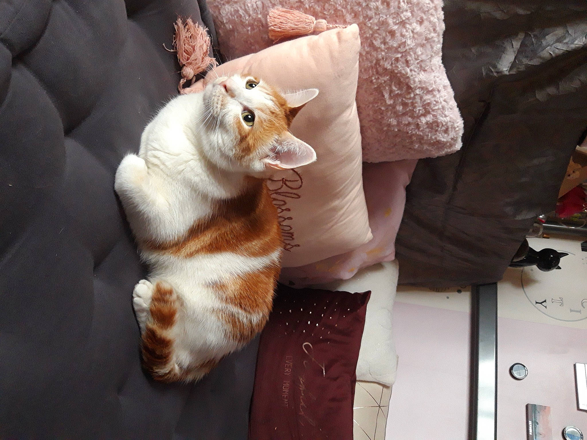 Cookie participe au concours pour gagner de l'argent avec cette photo : canidae, carnivore, cat, claw, comfort, companion_dog, couch, domestic_short_haired_cat, fawn, felidae, fur, human_leg, linens, paw, small_to_medium_sized_cats, snout, stuffed_toy, tail, toy, whiskers