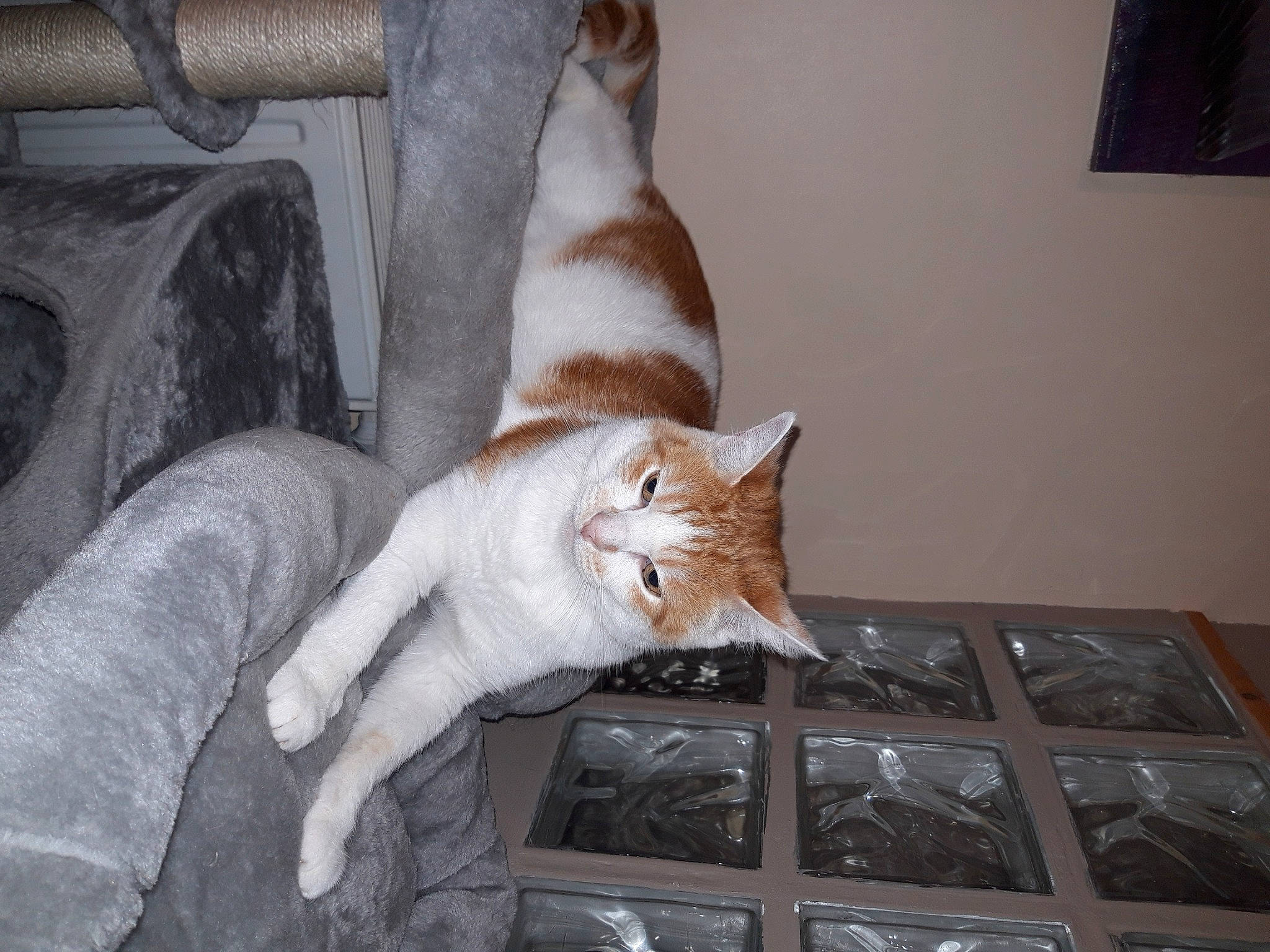 Cookie participe au concours pour gagner de l'argent avec cette photo : carnivore, cat, chair, comfort, couch, domestic_short_haired_cat, fawn, felidae, flooring, fur, grey, hardwood, human_leg, mammal, small_to_medium_sized_cats, tail, vertebrate, whiskers, window, wood