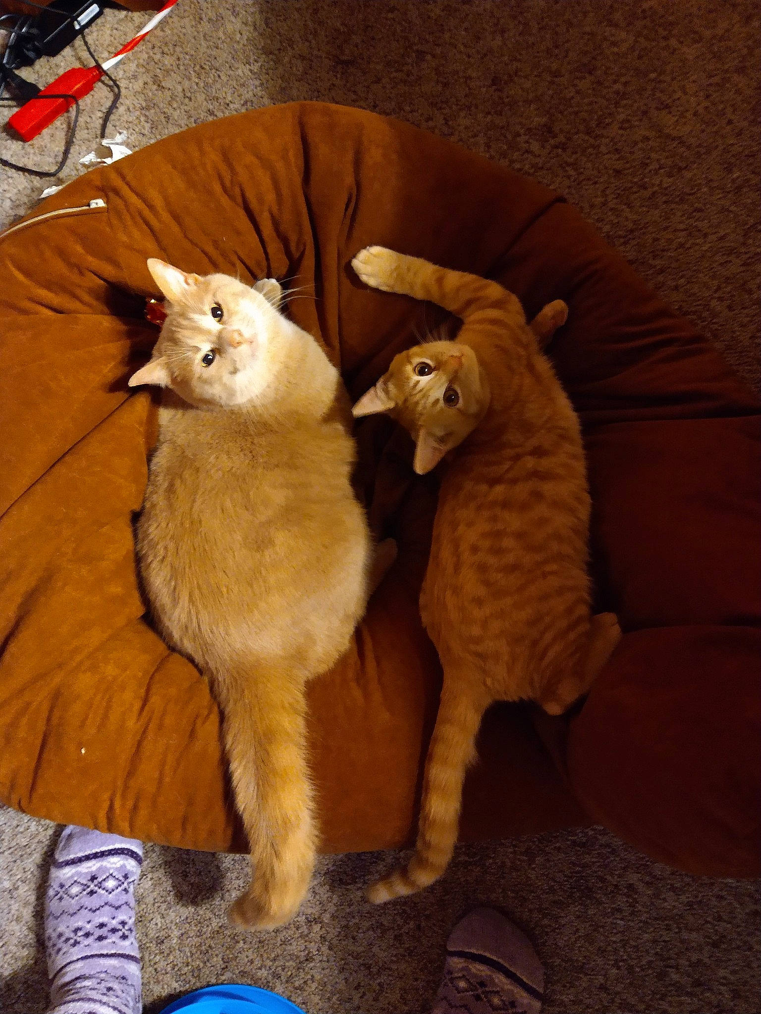 Rocky joined the competition — help win amazing prizes! art, carnivore, cat, cat_supply, comfort, companion_dog, domestic_short_haired_cat, fawn, felidae, fur, hardwood, paw, plush, small_to_medium_sized_cats, stuffed_toy, tail, terrestrial_animal, toy, whiskers, wood