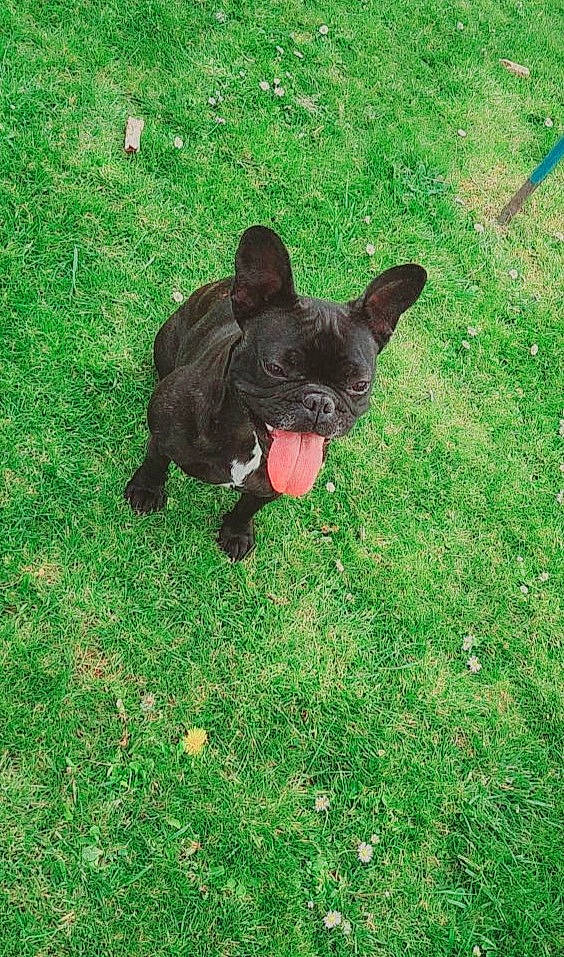 Oprah a rejoint le concours — aidez-le/la à gagner de superbes lots ! canidae, carnivore, companion_dog, dog, dog_breed, fawn, grass, grassland, green, groundcover, lawn, liver, plant, snout, sporting_group, tail, terrestrial_animal, toy_dog, working_animal, working_dog