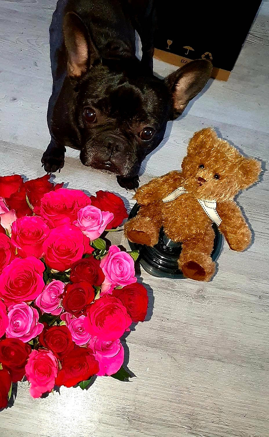 Oprah participe au concours pour gagner de l'argent avec cette photo : annual_plant, carmine, carnivore, companion_dog, cut_flowers, dog, dog_breed, fawn, flower, flower_arranging, flowering_plant, garden_roses, hybrid_tea_rose, petal, plant, rose, rose_family, rose_order, snout, working_animal
