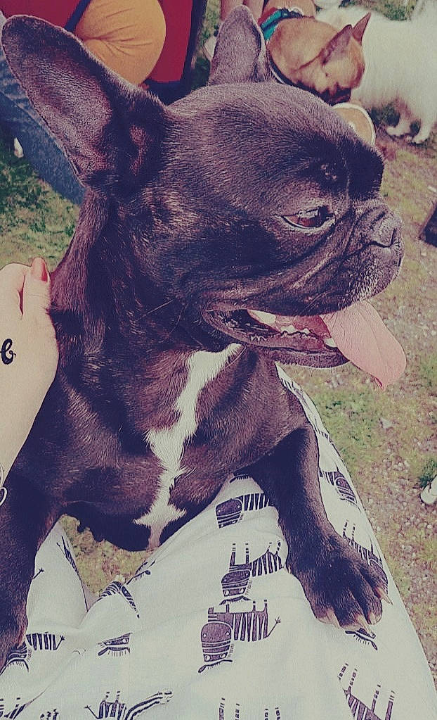 Oprah a rejoint le concours — aidez-le/la à gagner de superbes lots ! art, bulldog, carnivore, collar, companion_dog, dog, dog_breed, dog_collar, ear, fawn, illustration, molosser, painting, photograph, snout, sporting_group, terrestrial_animal, whiskers, working_animal, wrinkle