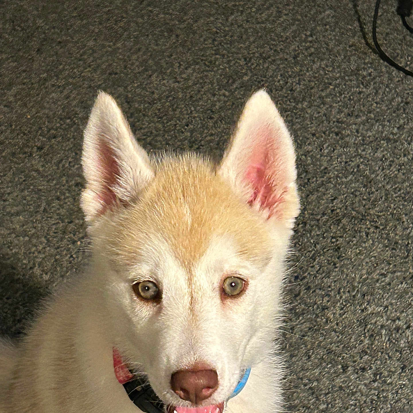 Coco joined the competition — help win amazing prizes! adorable, alert, animal, canine, carpet, collar, cute, dog, ears, face, fur, husky, indoor, light_fur, looking, pet, playful, puppy, tongue, young