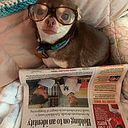 Sherlock joined the competition — help win amazing prizes! dog, glasses, newspaper, blanket, quilt, pet, indoor, brown_fur, collar, keychain, reading, cute, small_dog, closeup, face, animal, cozy, resting, home, funny