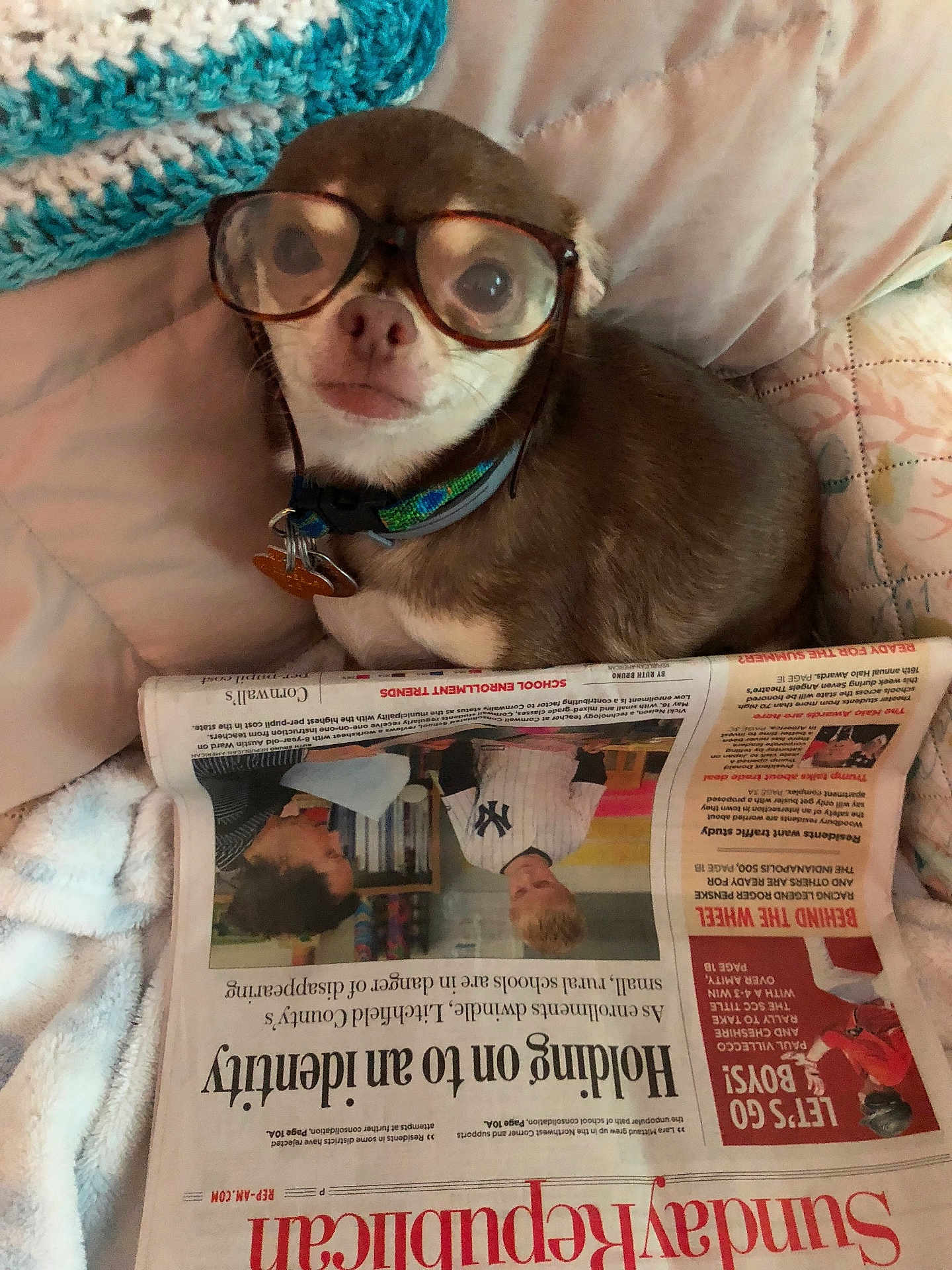 Sherlock joined the competition — help win amazing prizes! dog, glasses, newspaper, blanket, quilt, pet, indoor, brown_fur, collar, keychain, reading, cute, small_dog, closeup, face, animal, cozy, resting, home, funny