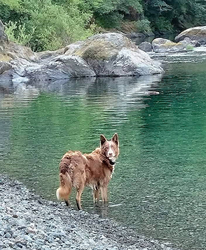 Rusty joined the competition — help win amazing prizes! bank, canidae, carnivore, dog, dog_breed, fawn, fluvial_landforms_of_streams, ford, lake, landscape, natural_landscape, plant, reservoir, rock, sporting_group, water, water_resources, watercourse, wilderness, working_animal
