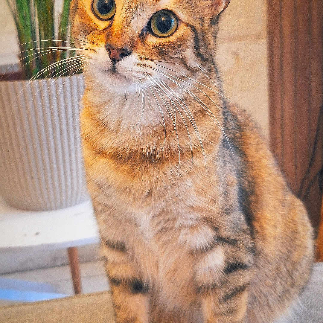 Artax participe au concours pour gagner de l'argent avec cette photo : animal, cat, closeup, cozy, curious, cute, domestic_cat, ears, eyes, feline, fur, home, indoor, pet, plant, portrait, sitting, tabby_cat, table, whiskers