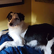 Peetee is registered to the contest to win money with this photo: dog, black_and_white, canine, pet, indoor, blanket, furniture, resting, relaxed, portrait, animal, fur, paw, looking, companion, cozy, shadow, yellow_wall, calm, home