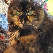 Magnolia is registered to the contest to win money with this photo: cat, tortoiseshell, feline, close_up, green_eyes, fluffy, fur, whiskers, pet, indoor, cozy, carpet, texture, animal, mammal, cute, looking_at_camera, domestic_animal, portrait, soft_light