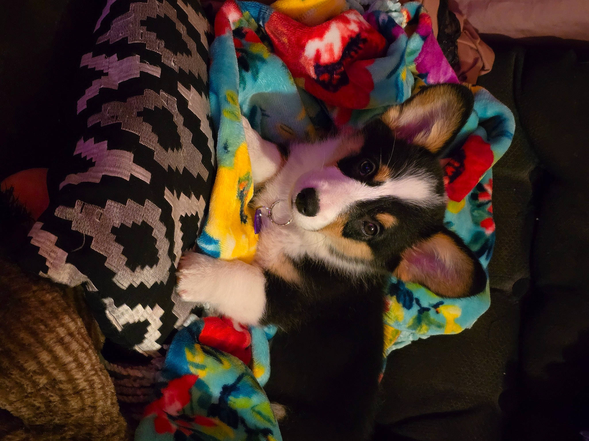 Molly is registered to the contest to win money with this photo: art, carnivore, comfort, dog_breed, fawn, felidae, fur, human_leg, linens, pattern, pink, plant, plush, selfie, small_to_medium_sized_cats, stuffed_toy, tail, textile, tree, whiskers