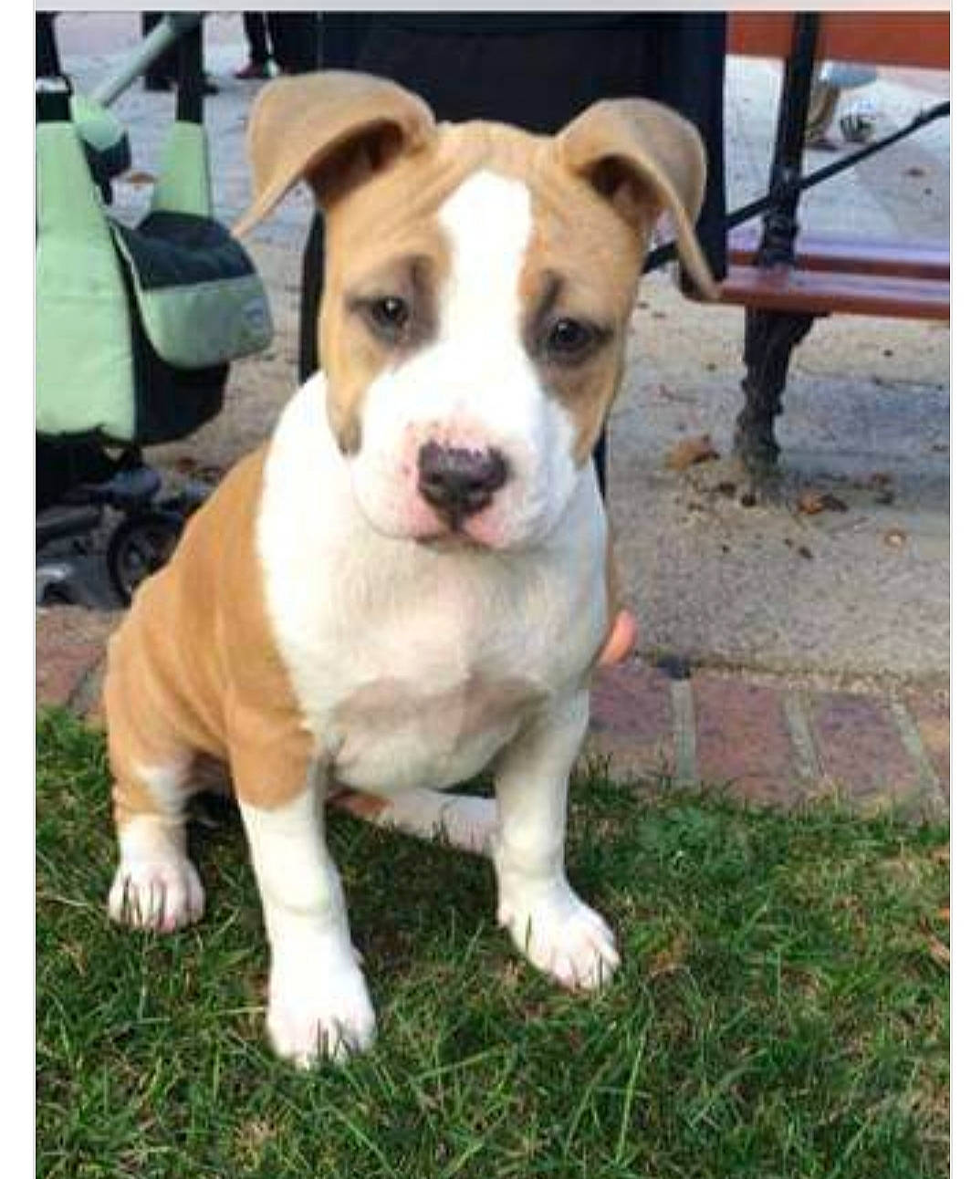 Jude a rejoint le concours — aidez-le/la à gagner de superbes lots ! american_pit_bull_terrier, american_staffordshire_terrier, canidae, carnivore, companion_dog, dog, dog_breed, fawn, mammal, non_sporting_group, pit_bull, rare_breed_dog, sporting_group, staffordshire_bull_terrier, terrier, vertebrate