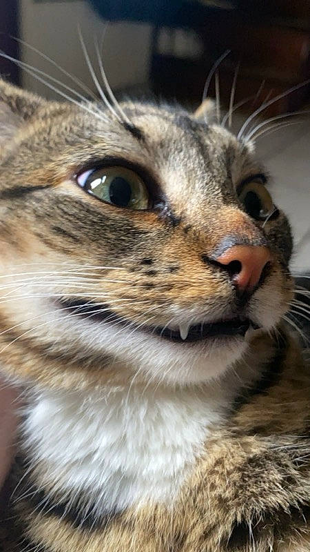 Smooky a rejoint le concours — aidez-le/la à gagner de superbes lots ! carnivore, cat, domestic_short_haired_cat, eye, felidae, fur, head, human_body, iris, macro_photography, plant, small_to_medium_sized_cats, snout, terrestrial_animal, whiskers, wildlife