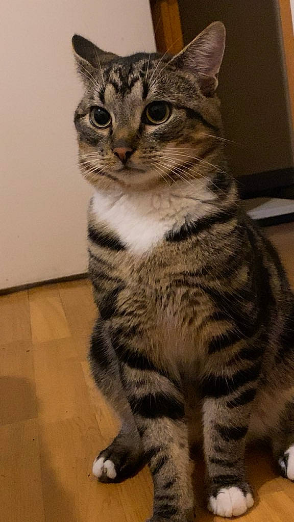 Smooky participe au concours pour gagner de l'argent avec cette photo : carnivore, cat, domestic_short_haired_cat, felidae, flooring, fur, paw, small_to_medium_sized_cats, snout, tail, terrestrial_animal, whiskers, wildlife