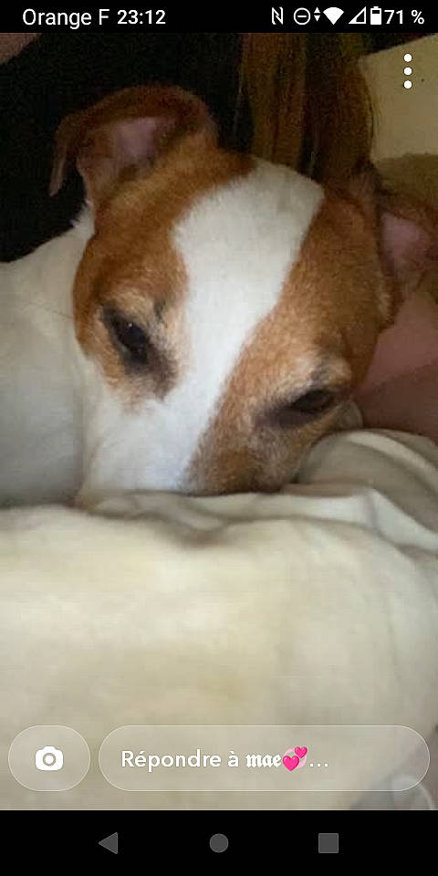 Milo participe au concours pour gagner de l'argent avec cette photo : bored, canidae, carnivore, comfort, companion_dog, couch, dog, dog_bed, dog_breed, ear, fawn, fur, nap, paw, sleep, snout, sporting_group, terrestrial_animal, toy_dog, whiskers