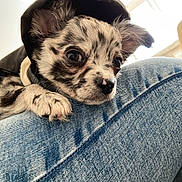 Timal participe au concours pour gagner de l'argent avec cette photo : puppy, dog, hoodie, denim, jeans, close_up, pet, cute, speckled, fur, paw, resting, indoors, soft_light, portrait, animal, young, small, curious, cozy