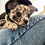 puppy, dog, hoodie, denim, jeans, close_up, pet, cute, speckled, fur, paw, resting, indoors, soft_light, portrait, animal, young, small, curious, cozy