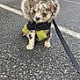 Timal a rejoint le concours — aidez-le/la à gagner de superbes lots ! puppy, dog, pet, outdoor, asphalt, parking_lot, jacket, fur_hood, leash, vehicle, tire, small_dog, cute, speckled, animal, walking, cold_weather, street, young_dog, canine