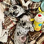 Timal a rejoint le concours — aidez-le/la à gagner de superbes lots ! puppy, dog, blanket, plaid, toy, stuffed_animal, animal, pet, cute, relaxed, lying_down, ears, spots, fur, indoor, cozy, comfort, smiling, playful, young