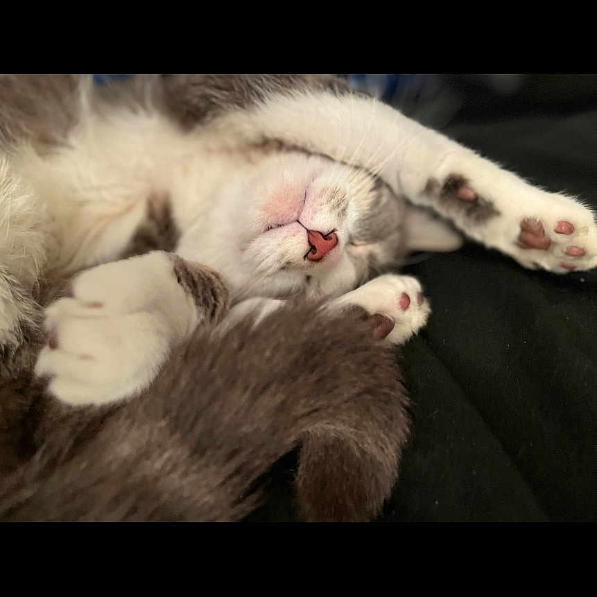 Jasper is registered to the contest to win money with this photo: abyssinian, animal, bodypart, canine, cat, couch, dog, electronics, finger, furniture, hand, hardware, kitten, manx, mouth, person, pet, puppy, sleeping, tongue
