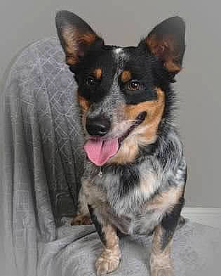 Casey is registered to the contest to win money with this photo: canidae, carnivore, companion_dog, dog, dog_breed, herding_dog, snout, sporting_group, terrestrial_animal, texas_heeler, whiskers, working_animal, working_dog