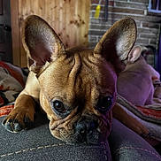 Oliver joined the competition — help win amazing prizes! dog, french_bulldog, pet, indoor, couch, resting, close_up, ears, wrinkles, face, animal, canine, cozy, furniture, background, brown, black_nose, eyes, paw, relaxed